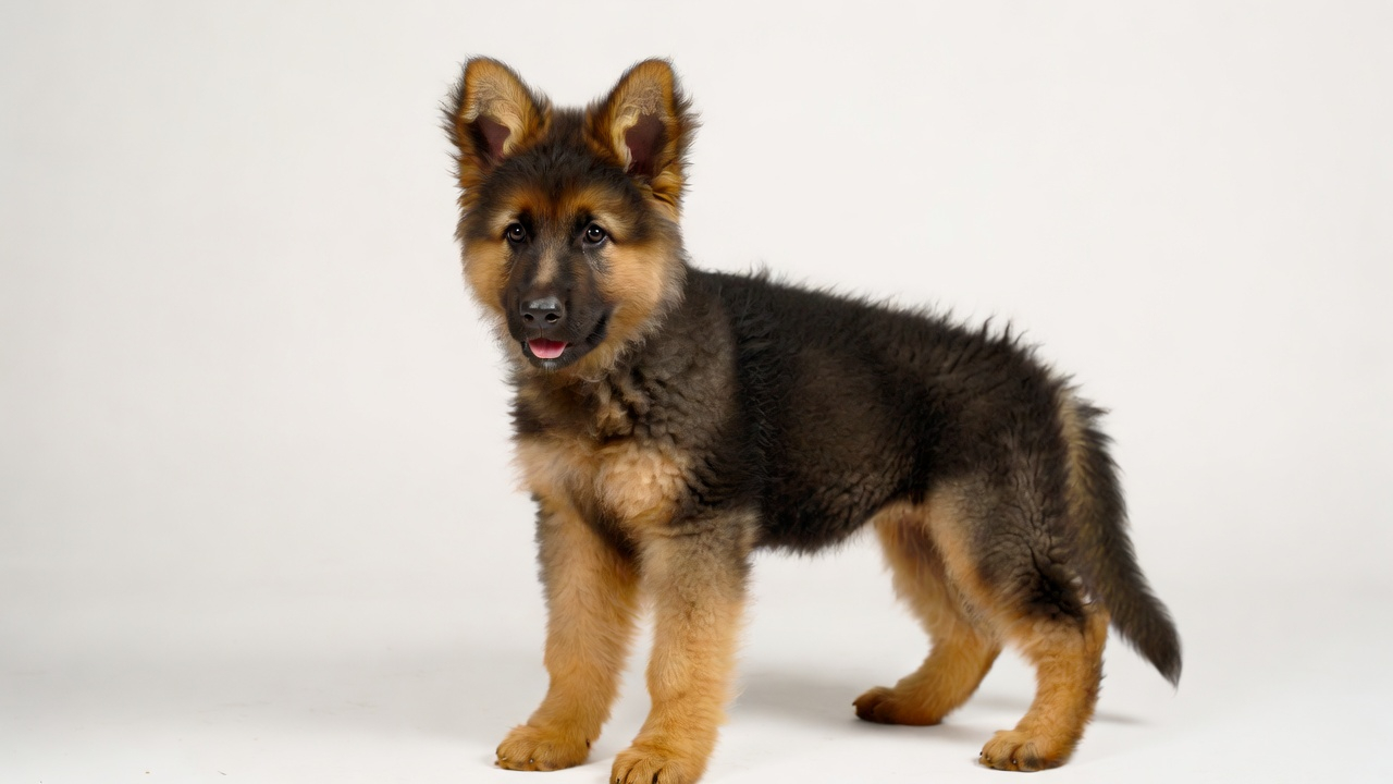 Pawsitive Beginnings